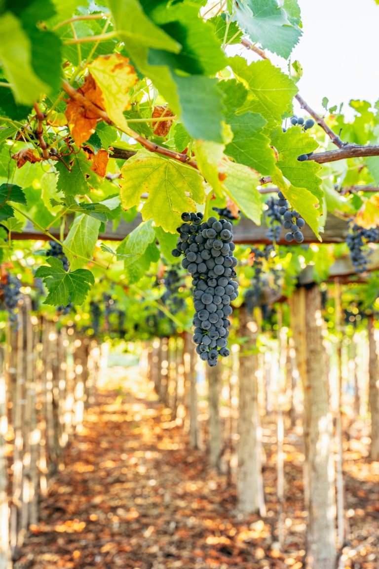 reportage photo château puech haut montpellier Saint-Drézéry bouteille de vin